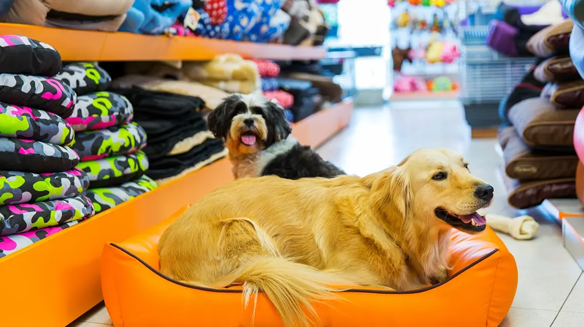 Cães deitados numa cama em loja de animais